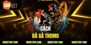 Đá Gà Thomo - Hướng Dẫn Chi Tiết và Cách Chơi Hiệu Quả