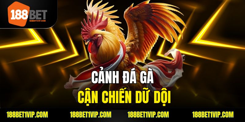 cảnh đá gà cận chiến dữ dội