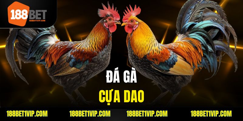 đá gà cựa dao