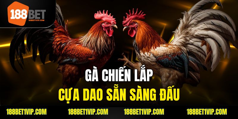gà chiến lắp cựa dao sẵn sàng đấu