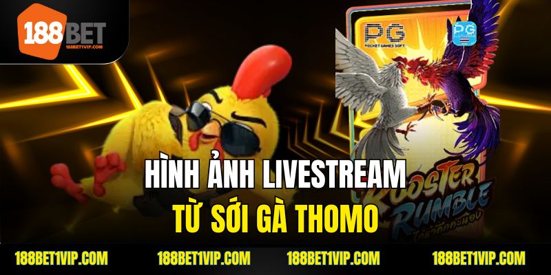 Tìm hiểu đá gà Campuchia tại nhà cái 188Bet uy tín.