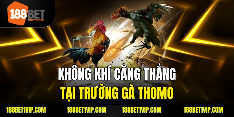 Rủi ro và hậu quả từ trận đá gà gây tranh cãi.