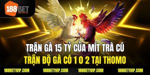 Trận Đá Gà 24 Tỷ - Cuộc Chơi Nguy Hiểm Và Những Điều Cần Biết